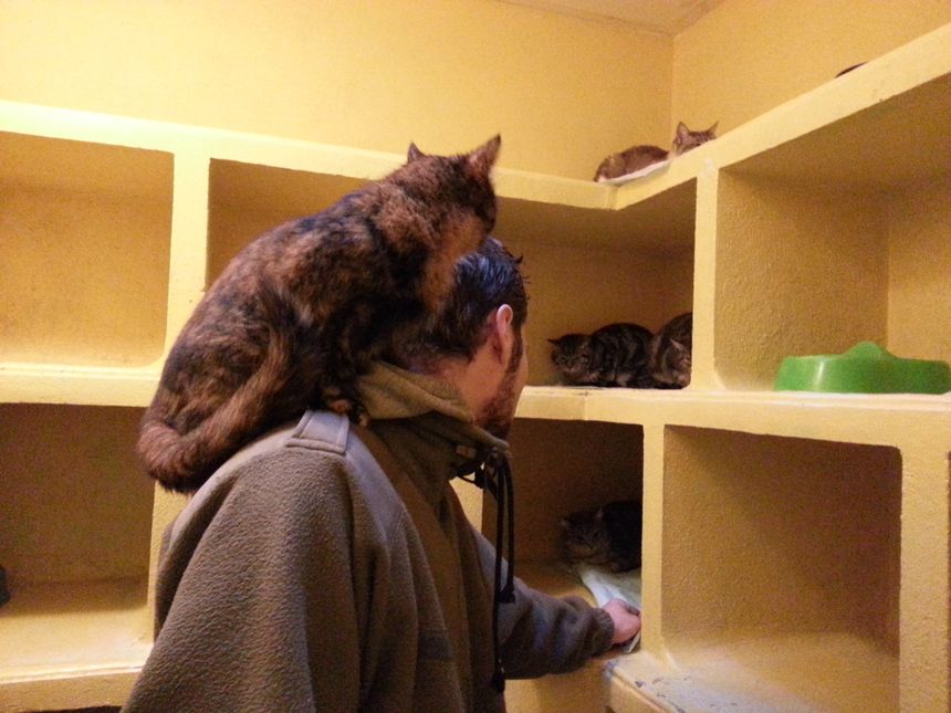 Un bénévole de la SPA de Saint Etienne entouré de chats