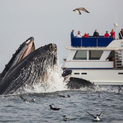 Une longe de baleine à bosse se nourrit bien en vue d'un bateau d'observation des baleines à Monterey Bay, en Californie.