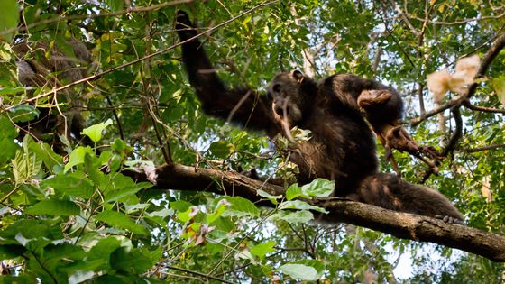 Un mâle chimpanzé adulte (Pan troglodytes schweinfurthii) arrache la carcasse d'une antilope d'un babouin, au Gombe Stream National Park, 23.07.2010 - Ikiwaner/Wikicommons