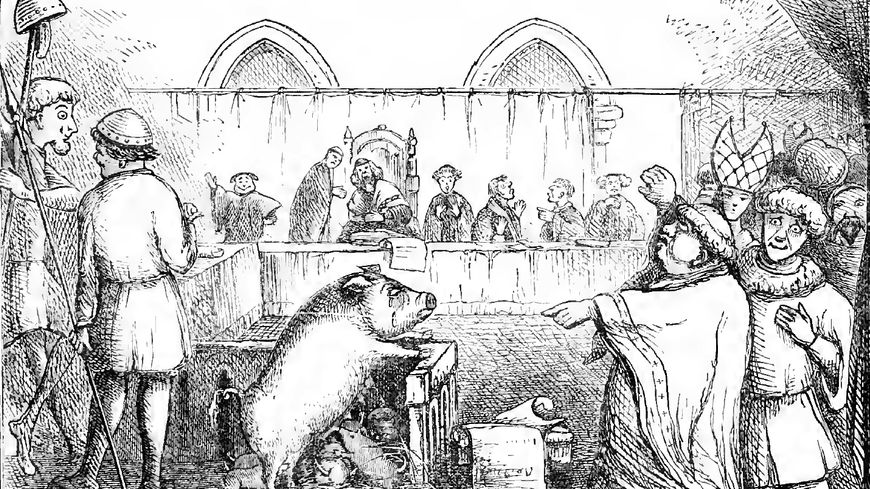 Illustration représentant une truie et ses porcelets jugés pour le meurtre d'un enfant. Le procès aurait eu lieu en 1457, la mère étant reconnue coupable et les porcelets acquittés.