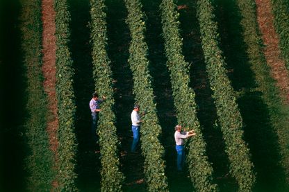 Viticulteurs travaillant dans une vigne près d'Arbois dans le Jura (Franche-Comté, France) Viticulteurs travaillant dans une vigne près d'Arbois dans le Jura (Franche-Comté, France)