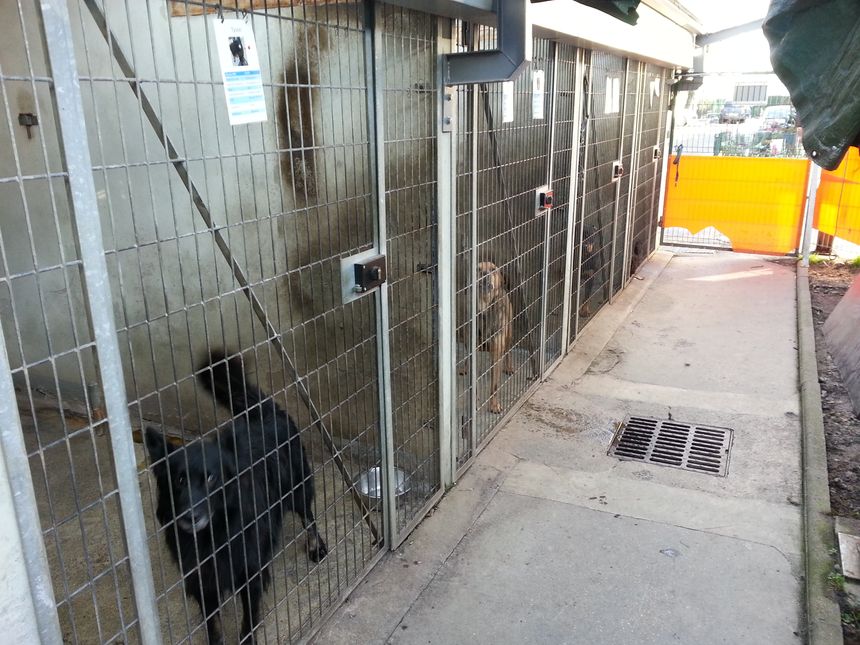 Les boxes des chiens à la SPA de Saint Etienne