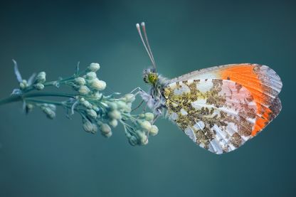 Papillon (Anthocharis cardamines) Papillon (Anthocharis cardamines)