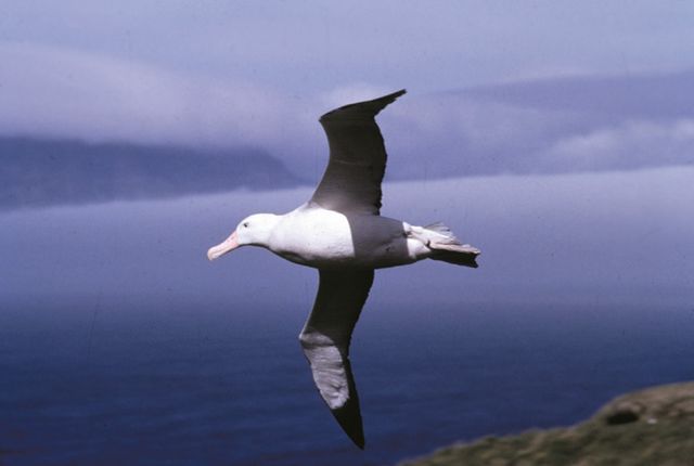 Les Albatros permettent de localiser les bateaux illégaux