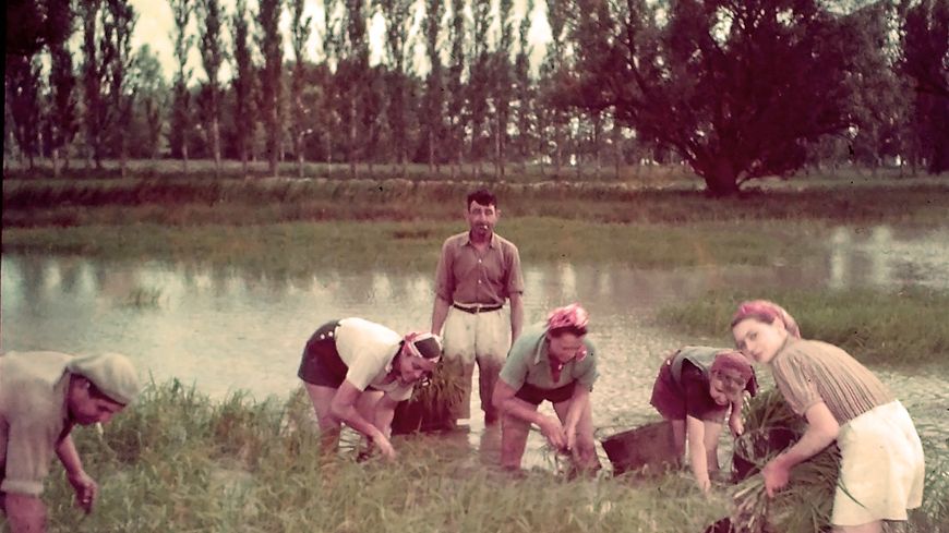 Plantation de riz, en Camargue, vers 1965 (exposition Paradisiaque !)