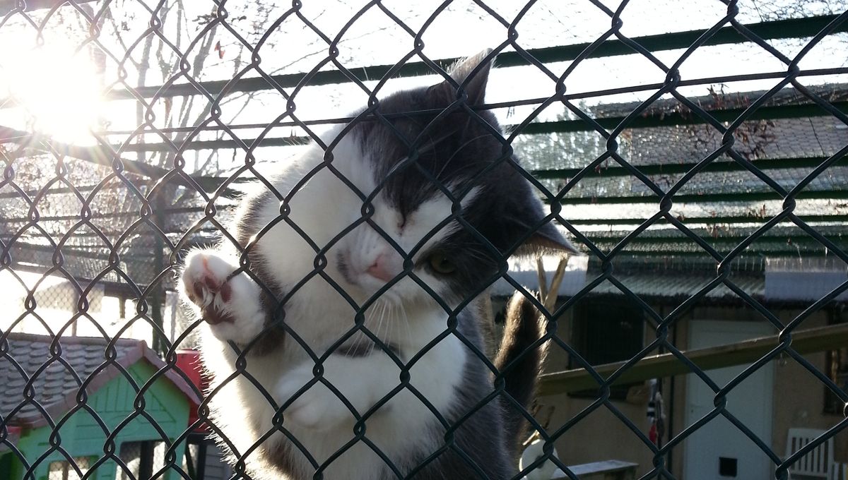 L Adoption D Un Chien Ou D Un Chat Expliquee Par La Spa De Saint Etienne