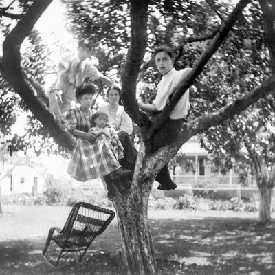 L'individu, à la croisée des branches de l'histoire généalogique