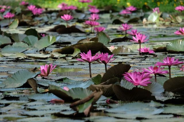 L'Institut Terra a contribué à accroître la biodiversité