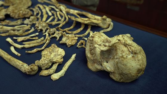 Little foot, squelette fossile d'une australopithèque, découvert en 1994 par Ronald J. Clarke à Sterkfontein, en Afrique du Sud ©Radio France - Laurent Bruxelles