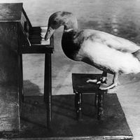 The Duck 'Liberace' Plays The Piano In An Amusement Park