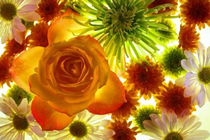 Des fleurs de saison toute l'année sans pesticide Des fleurs de saison toute l'année sans pesticide