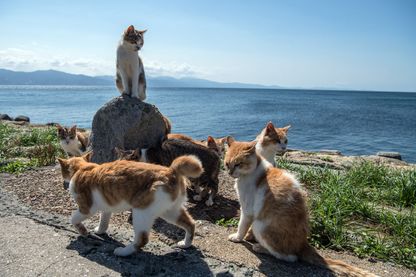 Groupe de chats Groupe de chats