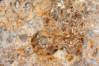 Fossile d’ammonite Fossile d’ammonite