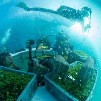 Le projet "Nemo's Garden" à Noli en Italie, septembre 2015.