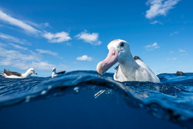 Albatros au large de la Nouvelle-Zélande