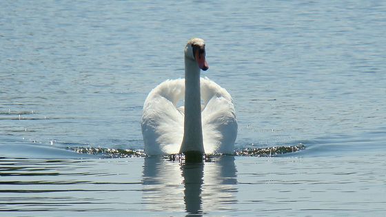 Le Lac des Cygnes de Tchaïkovski en ouverture d'émission : Danse espagnole, Danse napolitaine, Mazurka et Scène - photo by Mindaugas Urbonas (travail personnel, détail) / via Wikimedia Commons