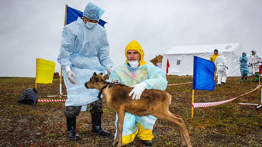 Des centaines de soldats et de vétérinaires déployés en août 2016 pour stopper le virus de l'anthrax en Sibérie