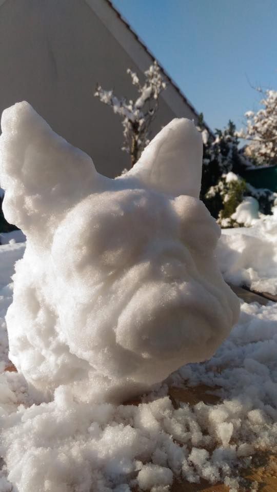 Un joli bouledogue des neiges par Pascale