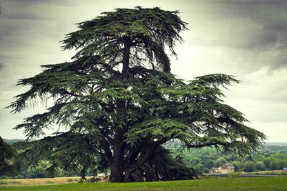 Un vieux cèdre du Liban dans le parc du château de Chaumont, France. Un vieux cèdre du Liban dans le parc du château de Chaumont, France.
