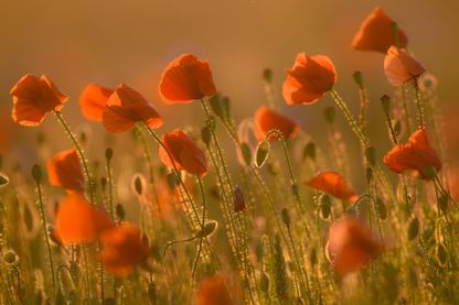 Emily Loizeau : "Nous voulons des coquelicots !" Emily Loizeau : "Nous voulons des coquelicots !"