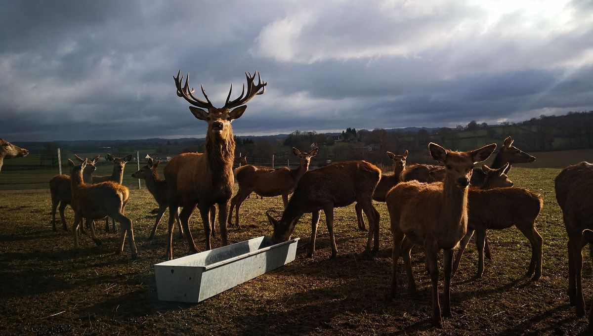 Apres Les Fetes Tres Bon Bilan Pour Le Seul Elevage De Cerfs De Creuse Apres Les Fetes Tres Bon Bilan Pour Le Seul Elevage De Cerfs De Creuse