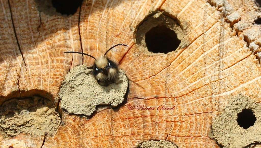 Les Constructions Animales Episode N 2