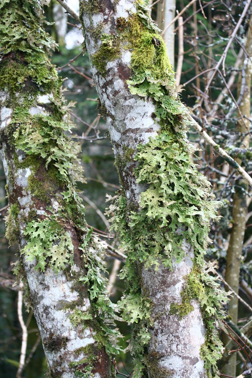 Lobaria pulmonaria