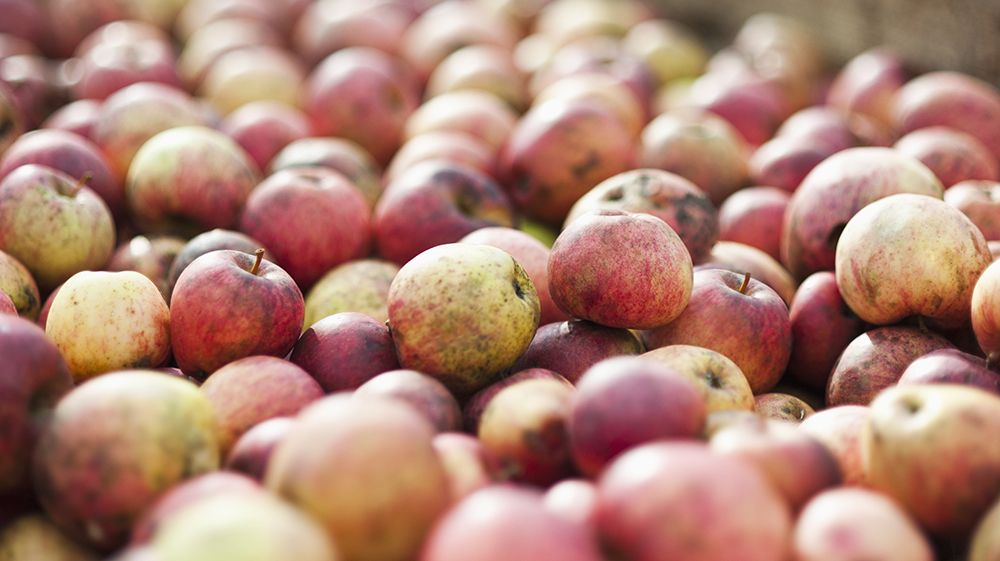 Le cidre se fait mousser