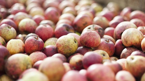 Pommes à cidre ©Getty