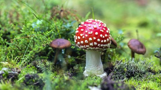 Champignons - CC