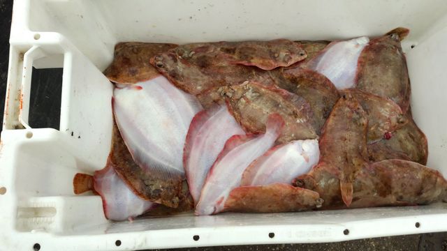 Les soles pêchées au large de Boulogne