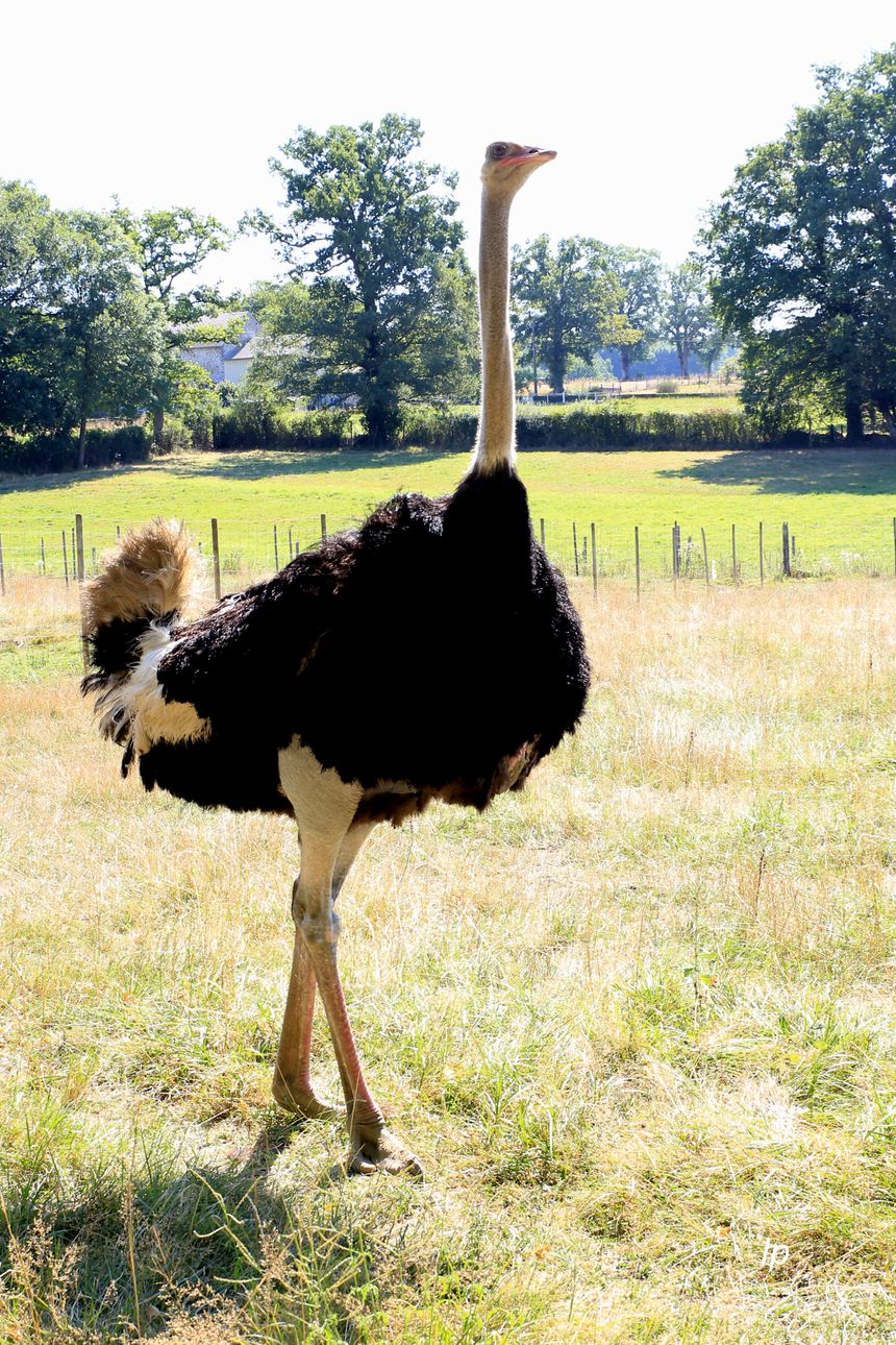 Gégé, l'un des mâles de l'élevage, est présent depuis le tout début à la Ferme de Beaupré, depuis 13 ans.