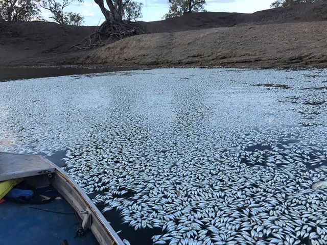 Des centaines de milliers de poissons ont été retrouvé morts, flottant à la surface du fleuve Darling, au sud-est de l'Australie.