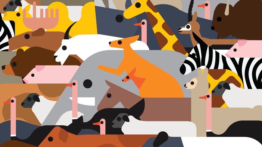 Il y a des animaux charismatiques, que nous jugeons beaux ou intéressants... et les autres, que nous ne regardons même pas.