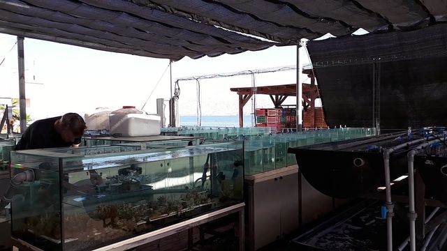 Des aquariums d'eau chaude pour tester les coraux