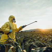 Travailleur pulvérisant des pesticides ou insecticides toxiques sur une plantation de maïs