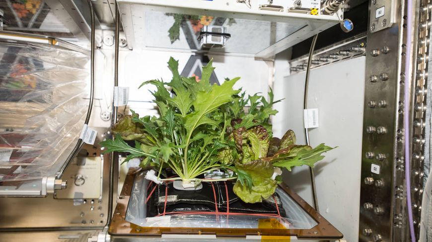 De la salade qui pousse à bord de la Station spatiale internationale à l'intérieur du module "Veggie" (végétarien).
