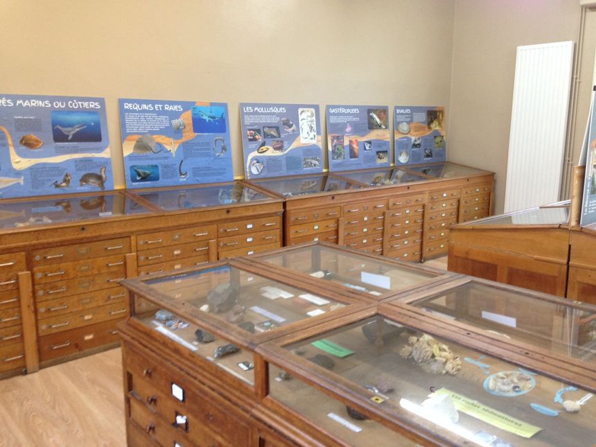La maison de la réserve géologique de Saucats dispose d'une superbe collection de fossiles présentés de manière didactique.