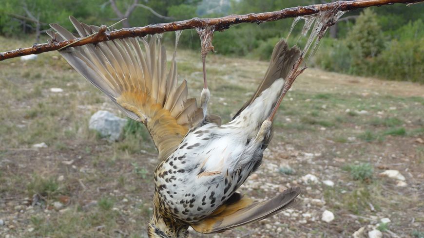 L'oiseau se retrouve englué et peine souvent à s'en sortir.