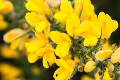 Gros plan de fleurs ajoncs jaunes, plante à fleurs européenne et méditerranéenne. Gros plan de fleurs ajoncs jaunes, plante à fleurs européenne et méditerranéenne.