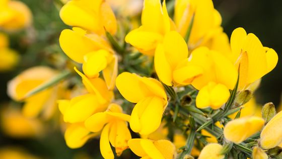 Gros plan de fleurs ajoncs jaunes, plante à fleurs européenne et méditerranéenne. ©Getty - Tim Grist Photography