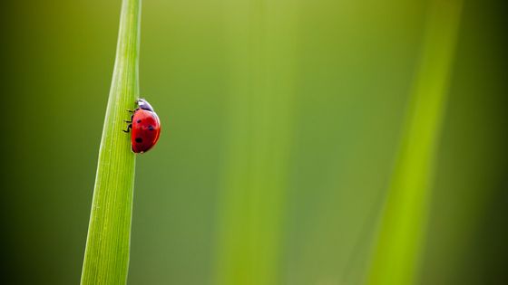 Seven-spot ladybug (Coccinella septempunctata) climbing grass blade, Toulouse, Haute-Garonne, France ©Getty - Thibault SAINT-AUBIN