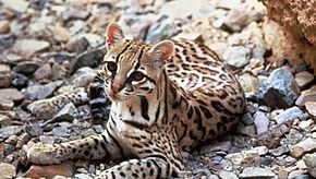 Parc De L Auxois A Arnay Sous Vitteaux Cote D Or En Bourgogne