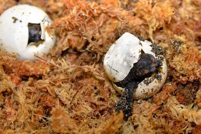 Des oeufs de tortue Des oeufs de tortue