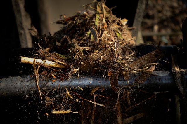 Le bois ne représenterait que 20% de la matière utilisée comme biomasse