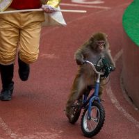 Un singe joue sur un vélo lors d'un spectacle au Wild Animal Park à Shanghai en février 2014. Plusieurs pays interdisent désormais les démonstrations d'animaux dans les cirques.