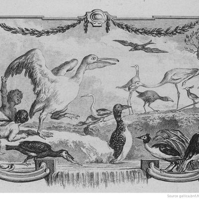 l'Histoire naturelle des oiseaux (t. VIII). Jacques de Sève (dessin); Georges-Louis Leclerc Buffon (aut. du texte). Bandeau de la page 1 - 1781