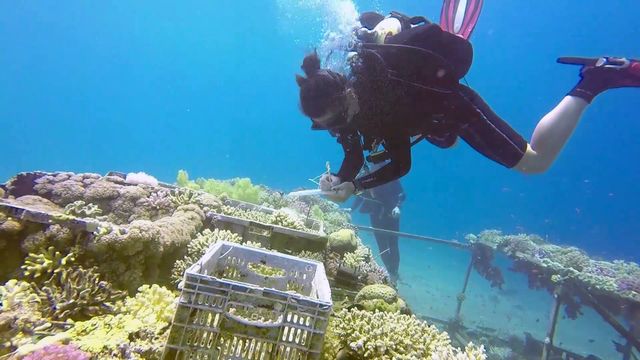 Des chercheurs du monde entier viennent étudier ce corail plus résistant que d'autres