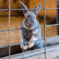 Depuis août dernier, une centaine de ces petits animaux ont été tués dans des circonstances troubles.