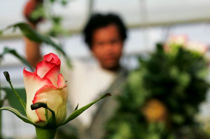 Des roses du bout du monde pour la Saint-Valentin en Europe Des roses du bout du monde pour la Saint-Valentin en Europe